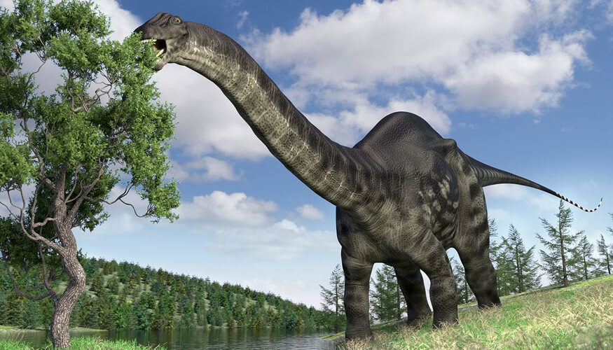 The Marvelous Long Neck Dinosaurs: Unlocking the Secrets of Gigantic ...