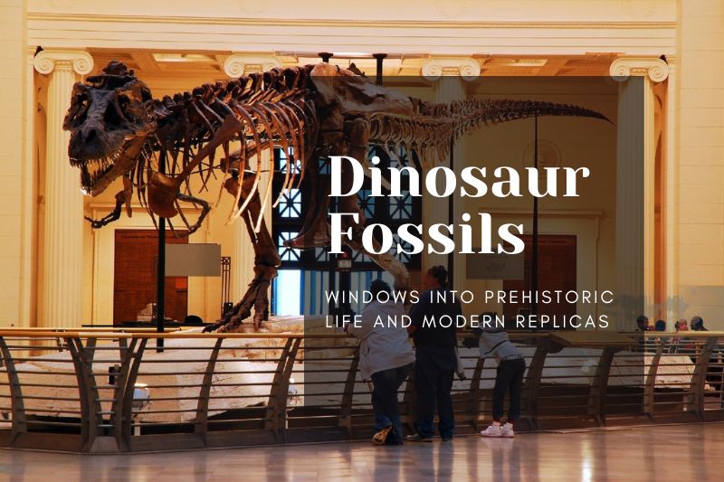 Dinosaur Fossils: Windows into Prehistoric Life and Modern Replicas