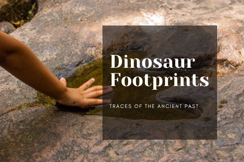 Dinosaur Footprints: Traces of the Ancient Past