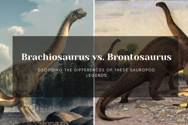 Brachiosaurus vs. Brontosaurus: Decoding the Differences of These Sauropod Legends