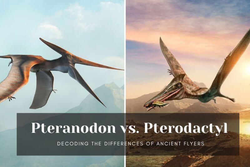 Pteranodon vs. Pterodactyl: Decoding the Differences of Ancient Flyers