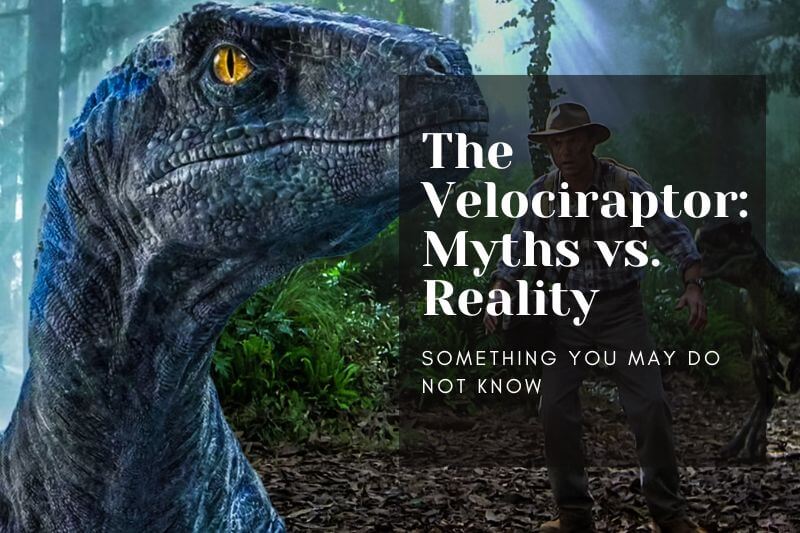 The Velociraptor: Myths vs. Reality