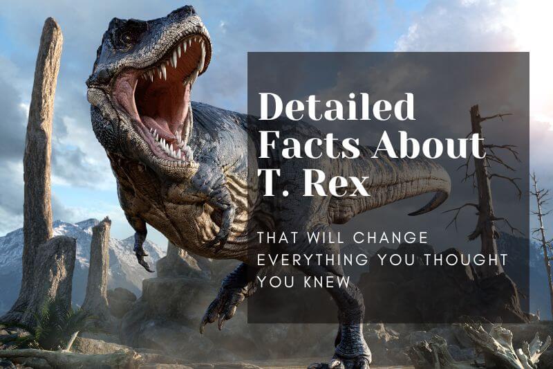 Prepare to Be Amazed: Detailed Facts About T. Rex That Will Change Everything You Thought You Knew