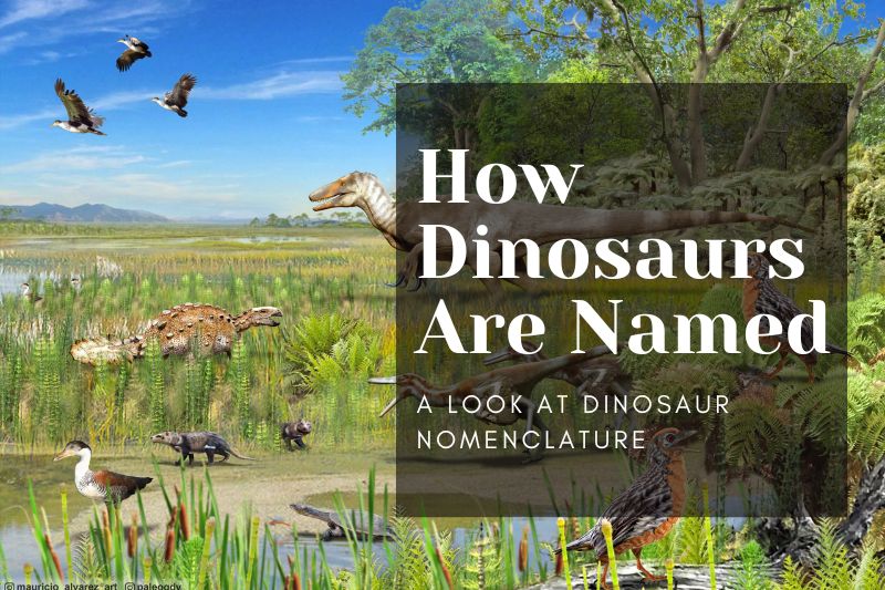 How Dinosaurs Are Named: A Look at Dinosaur Nomenclature