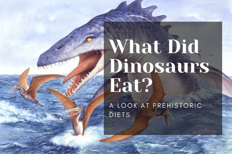 What Did Dinosaurs Eat? A Look at Prehistoric Diets