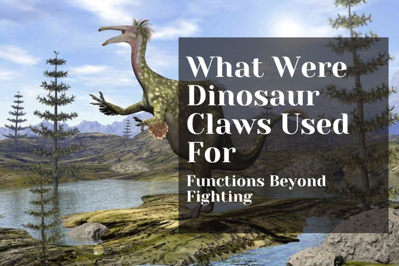 What Were Dinosaur Claws Used For? Functions Beyond Fighting
