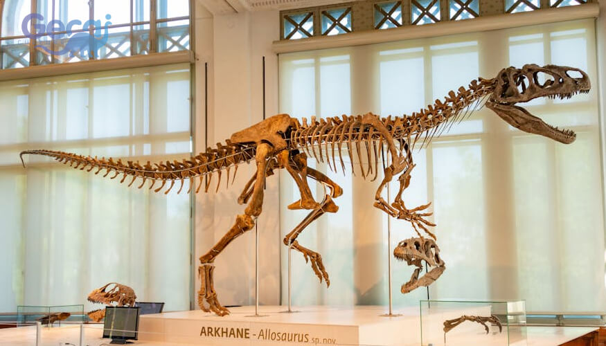 Allosaurus Fossil Replica