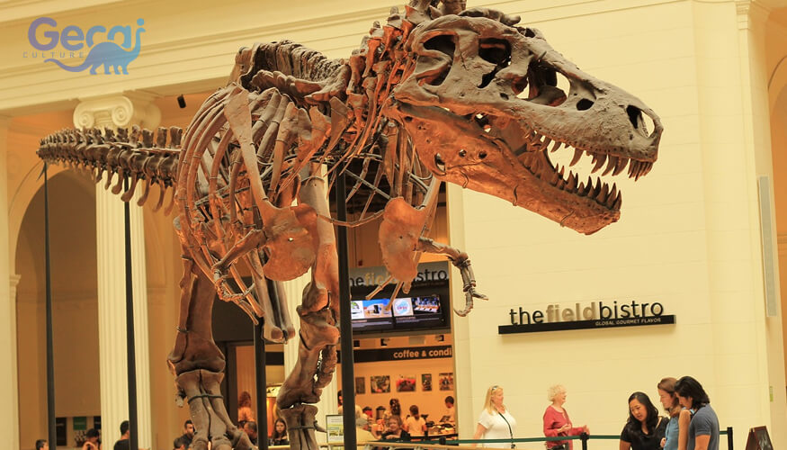 Allosaurus Fossil Replica
