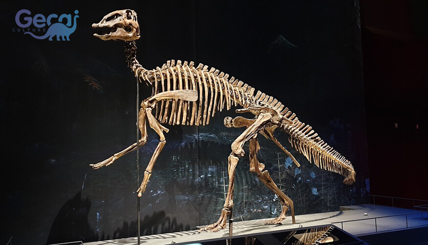 Iguanodon Fossil Replica-Fossil Replica-Zigong GeCai Culture