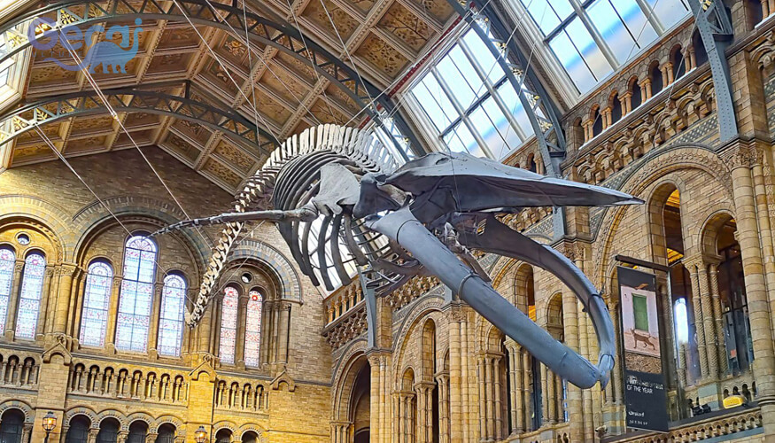 Mosasaurus Fossil Replica