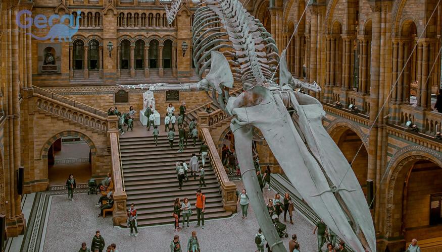 Mosasaurus Fossil Replica
