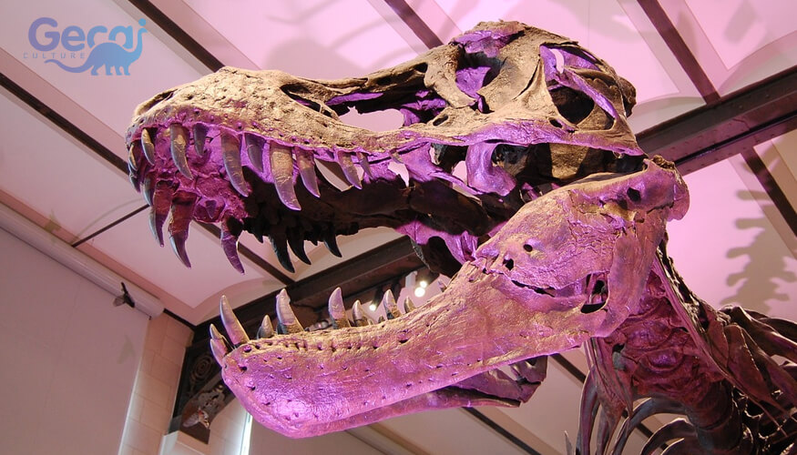 Tyrannosaurus Skull Fossil Replica