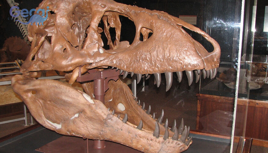 Tyrannosaurus Skull Fossil Replica