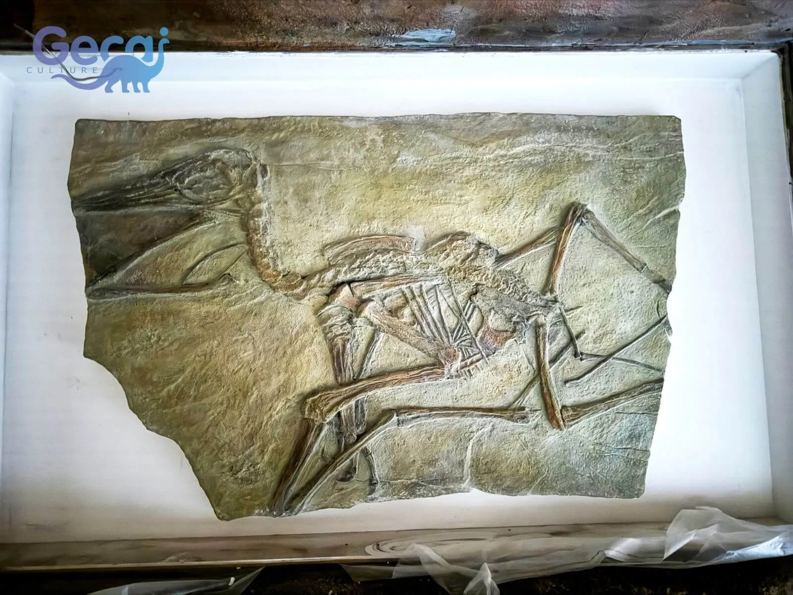 Dinosaur Park in Zhoukou, China