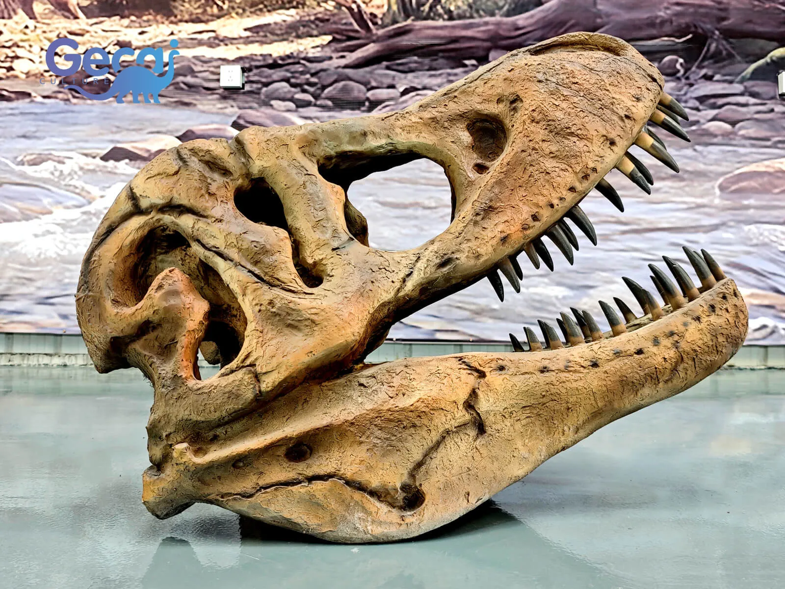 Our Realistic Trex Skull Fossil Replica is an impressive and highly detailed reproduction of one of the most iconic dinosaur species, the Tyrannosaurus rex. Crafted with precision and attention to detail, this replica captures the awe-inspiring features of the original fossil, from the ferocious teeth to the robust bon...