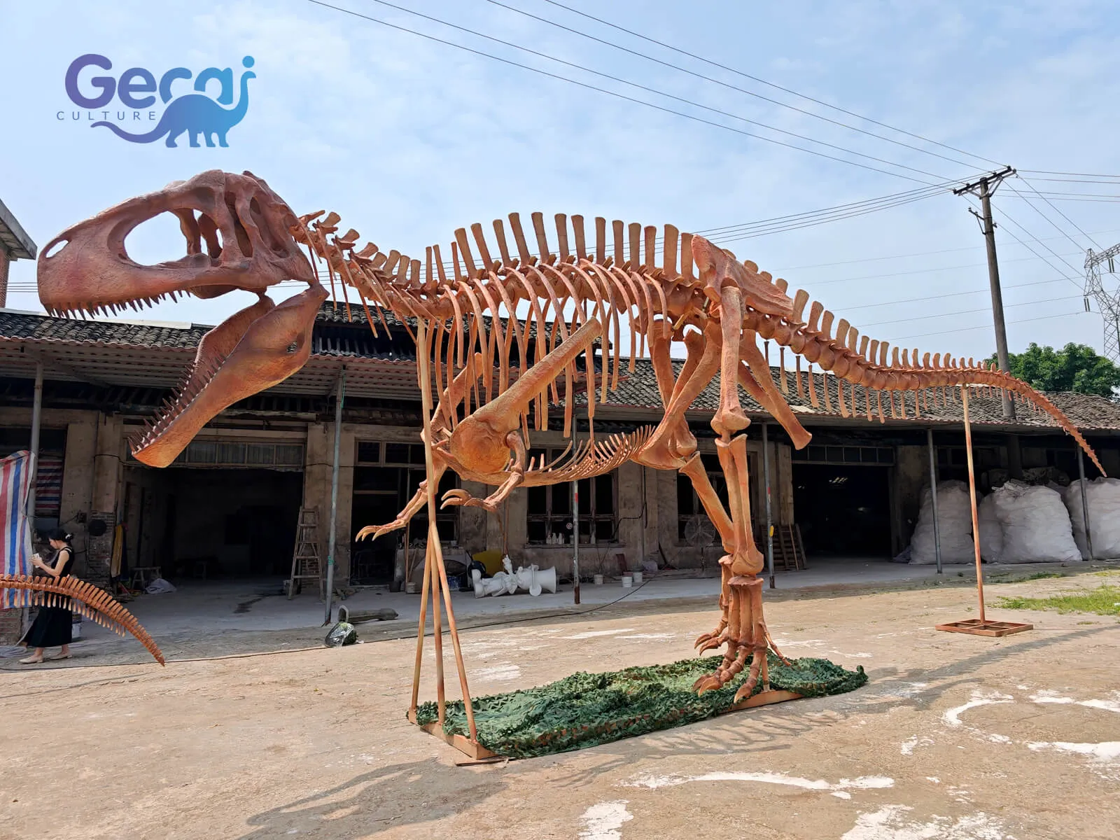 Step back in time with our meticulously crafted T-Rex Skeleton Fossil Replica, perfect for museums, educational institutions, or private collections. This life-sized replica captures every detail of the fearsome Tyrannosaurus rex, from its massive jaws to its powerful tail.