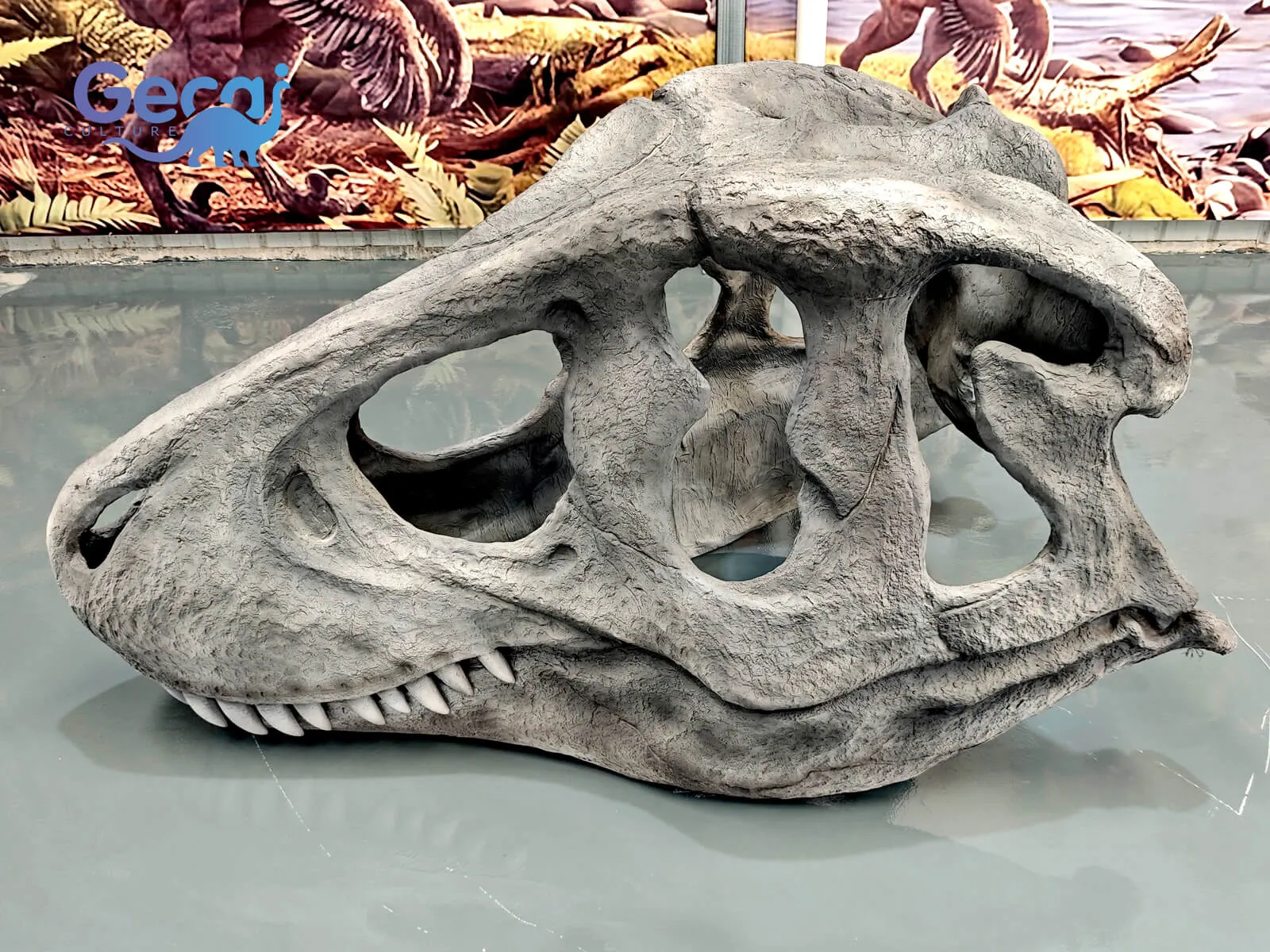 Allosaurus Skull Fossil Replica for Museum