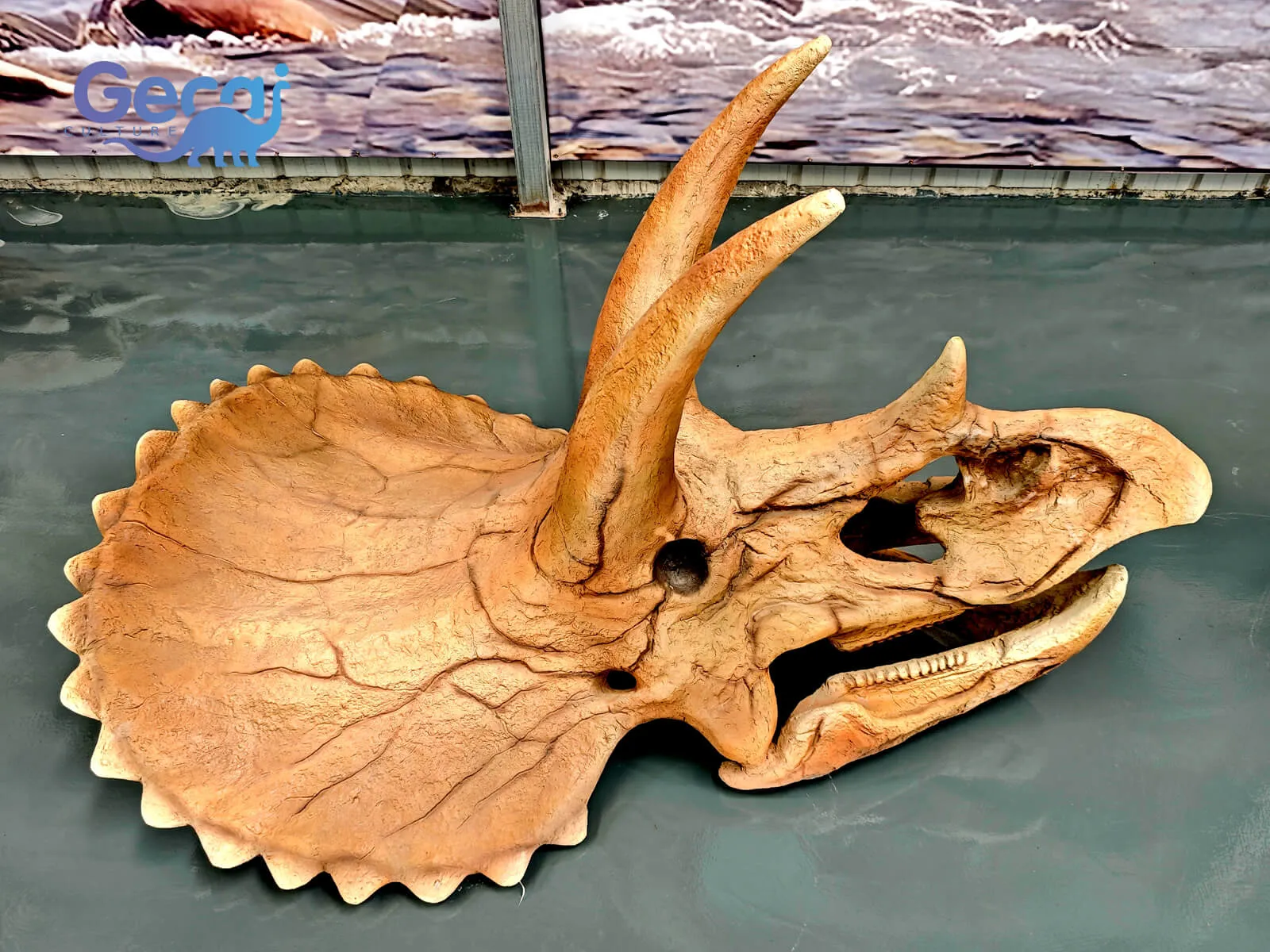 Triceratops Skull Fossil Replica for Museum