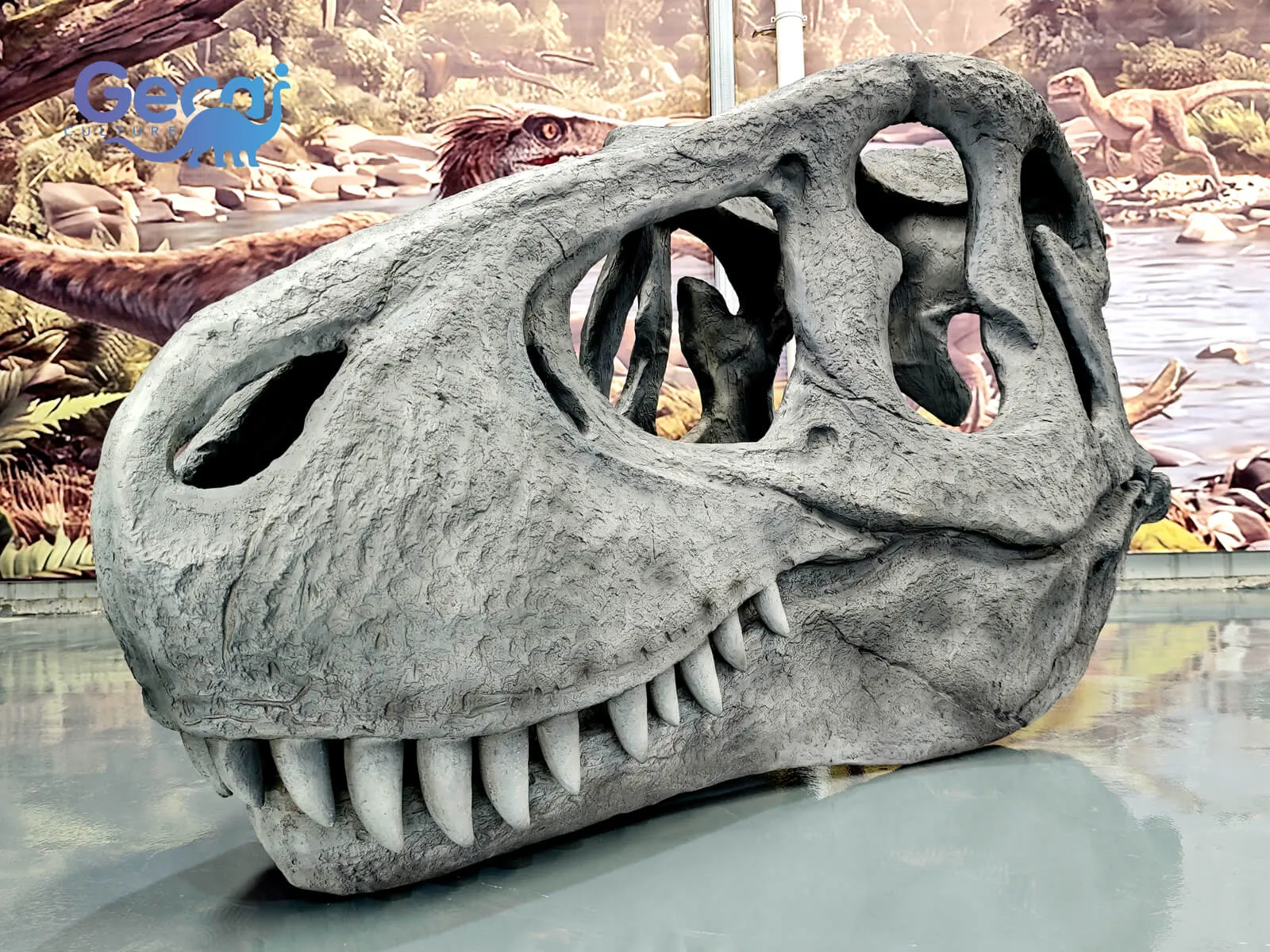 Trex Fossil Skull Replica for Museum