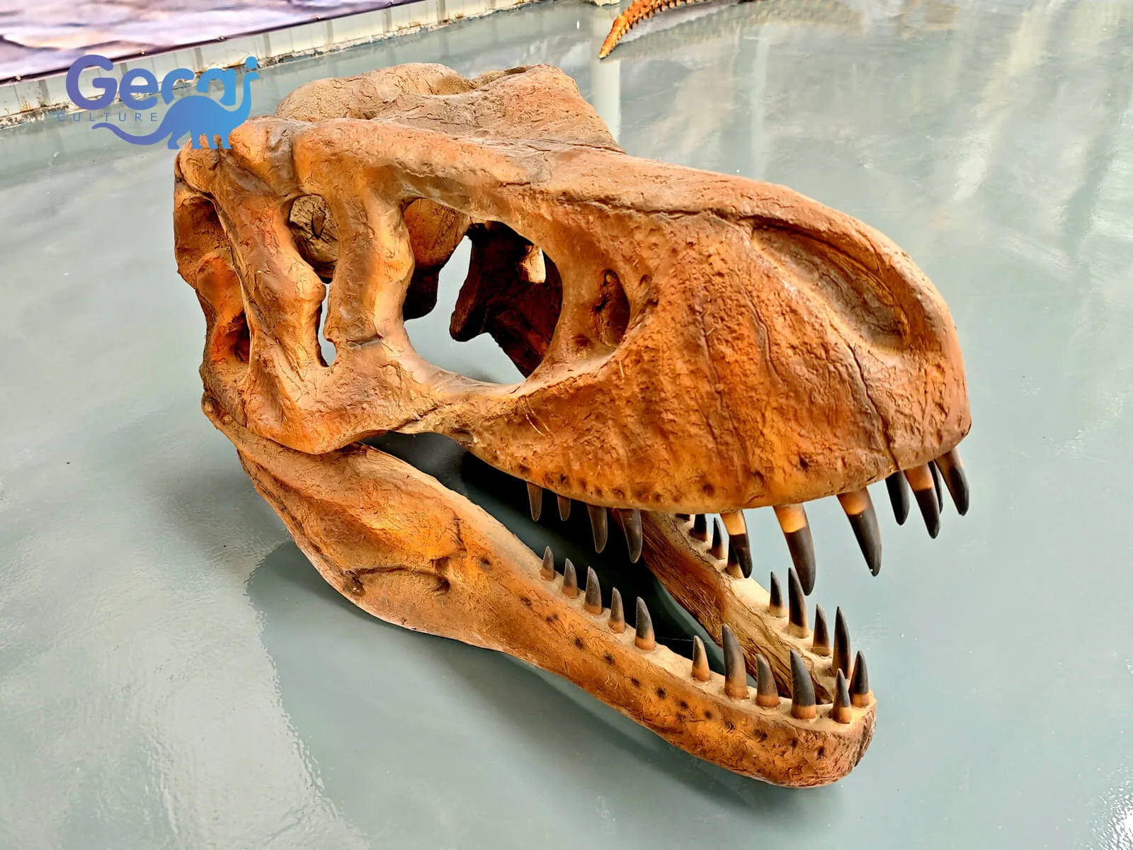 Museum Quality T-Rex Fossil Skull Replica