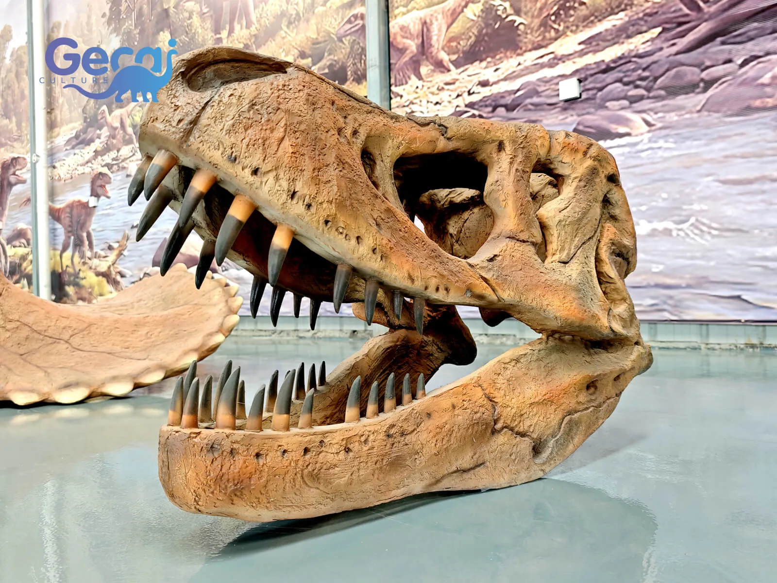 Museum Quality T-Rex Fossil Skull Replica is a premium paleontological display designed for natural history museums, science centers, educational institutions, and dinosaur-themed attractions. Expertly reproducing the iconic skull of Tyrannosaurus rex, this replica features anatomically accurate proportions, realistic ...