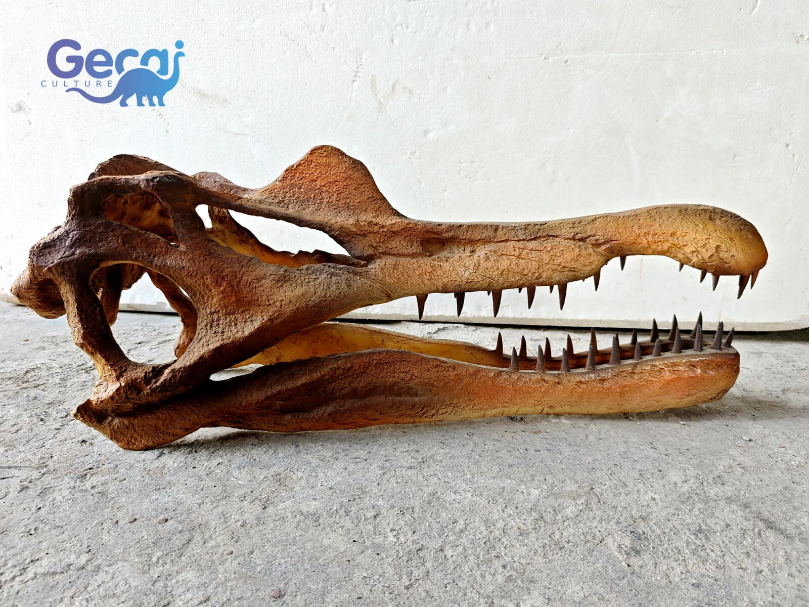 Realistic Spinosaurus Skull Replica for Museum Display
