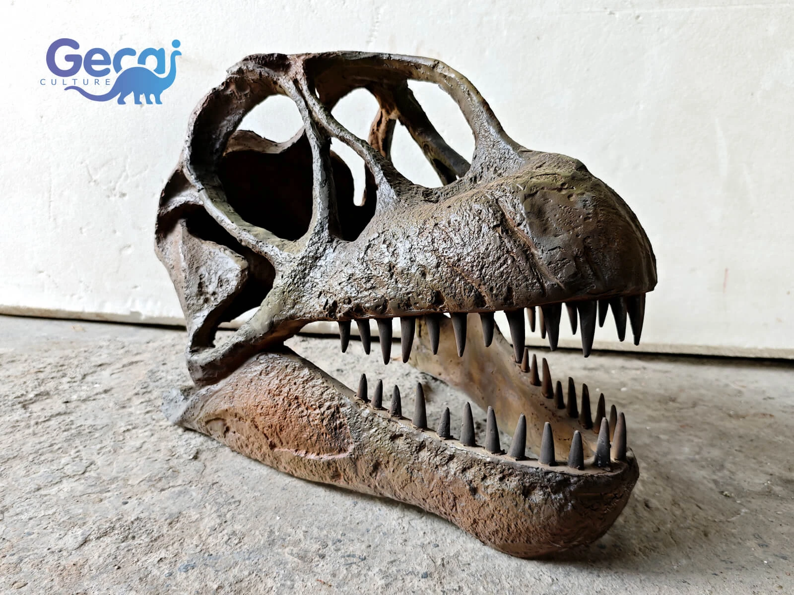 Life Size Dinosaur Skull Fossil Replica